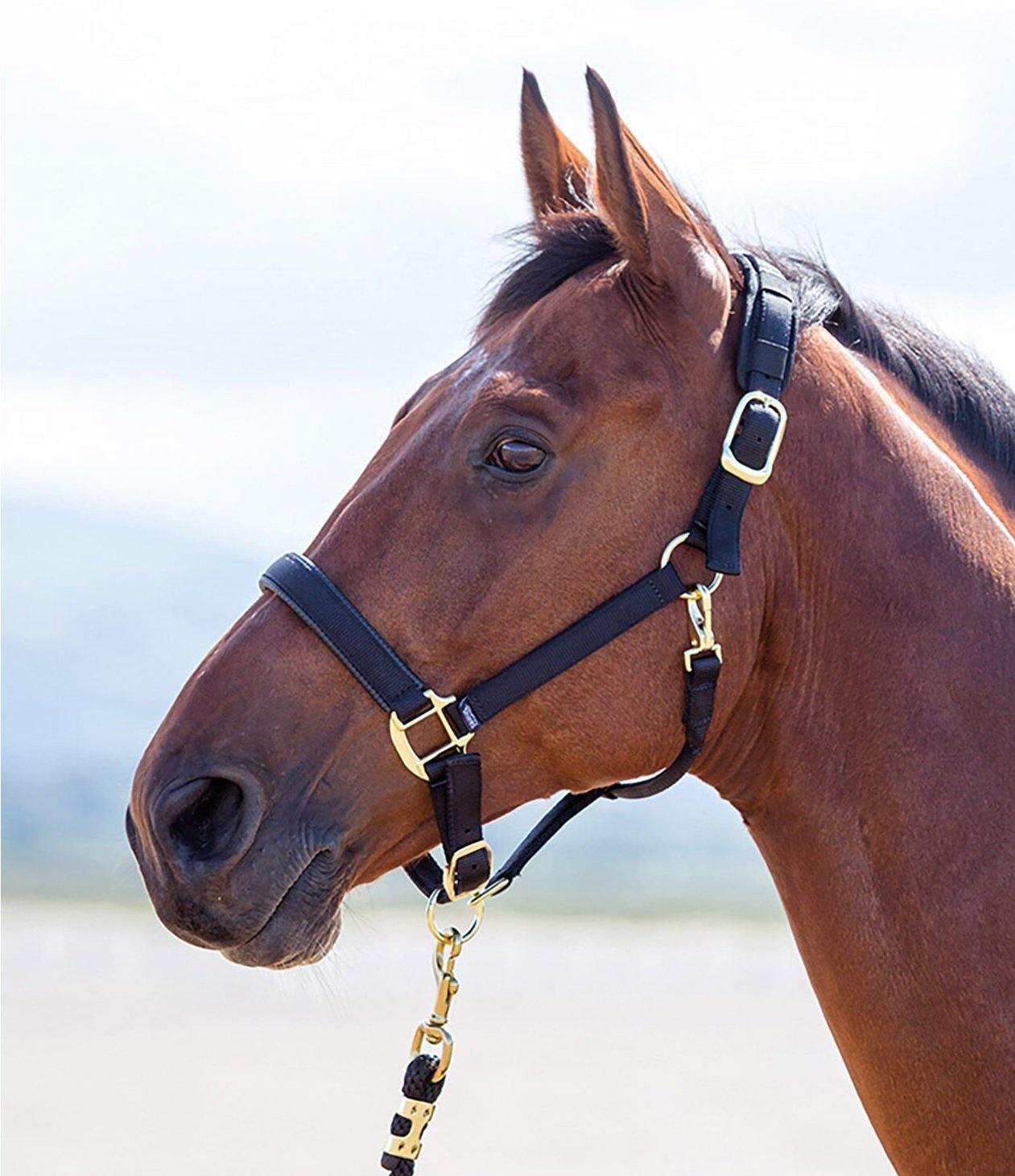 Shires Licol Topaz - SHOPHORSE